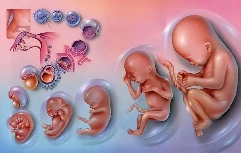 解释一下捐卵试管婴儿是否是自己的生理？哪些情况下可以选择捐卵试管婴儿(图1)