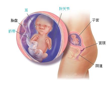 怀孕17周胎儿的生长和发育。