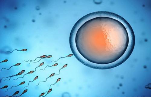 柳州助孕机构联系方式：由于男性Y染色体的异常，通过三次体外受精可提高生育能力(图1)